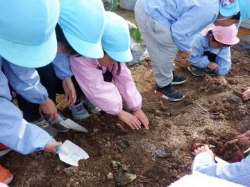 芋ほりをしているところ